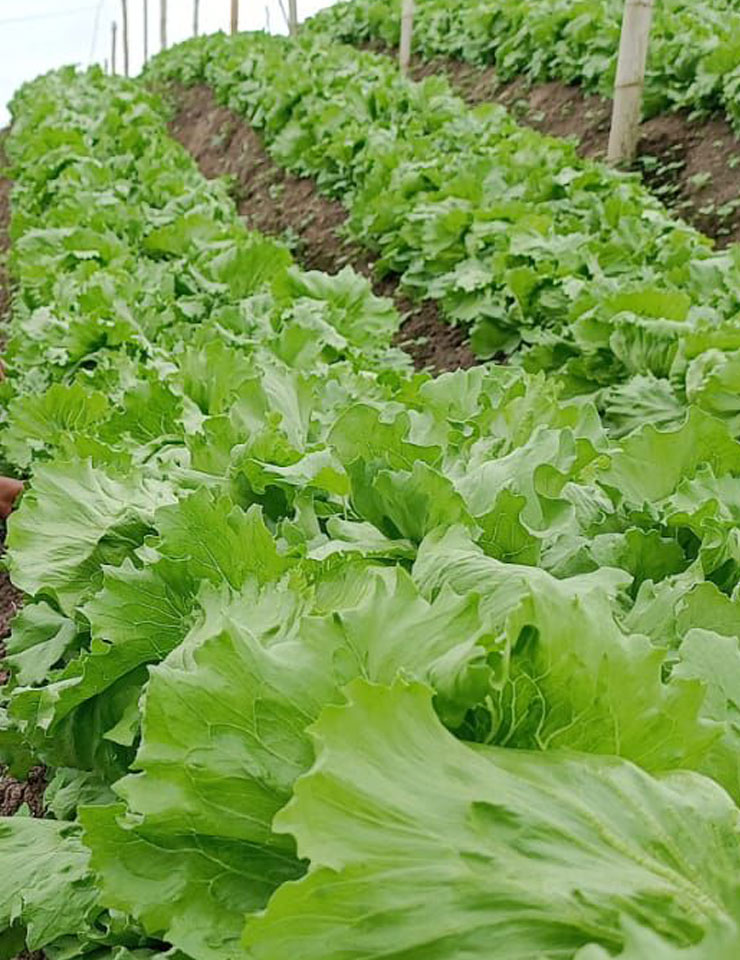 lechuga-productos